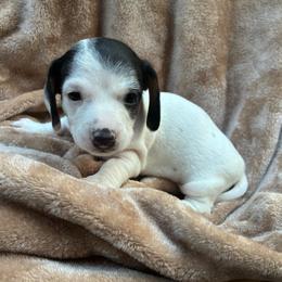 Willadeene Parton - Piebald female Dachshund puppy in Dobson, North Carolina from Oakleys Dachshund Haven