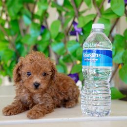 Waffles - Red  male Poodle puppy in Santa Clarita, California from Hollywood Mini Pets