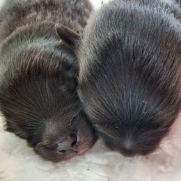 Girl 1 - Black Pomeranian puppy in Kirkland, Washington from Wolf & Crow Pomeranians
