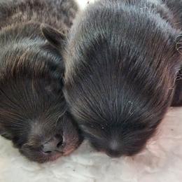 Girl 1 - Black Pomeranian puppy in Kirkland, Washington from Wolf & Crow Pomeranians