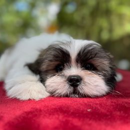 Boy 1 - Tricolor male Shih Tzu puppy in Mobile, Alabama from FluffyTail Shih Tzu
