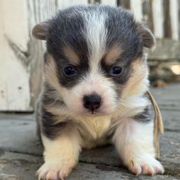 Biscuit (white) - Blue male Pembroke Welsh Corgi puppy in East Oakdale, California from Rhettro Kennels
