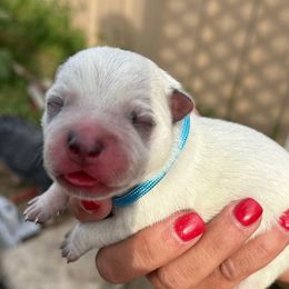 Blue - Red mottled male Australian Cattle Dog puppy in Chelsea, Oklahoma from CT Mini Heelers