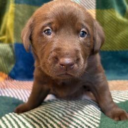 1st pick Chocolate Male - Chocolate male Labrador Retriever puppy in Boise, Idaho from Wings of Freedom Retrievers and Malinois