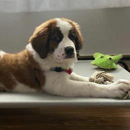 Saint Berdoodles from Bare Paws Saint Berdoodles