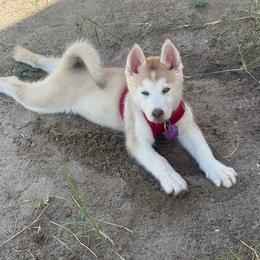 Luna - Sable and white female Siberian Husky puppy in El Poso, Texas from Oasis Kennels