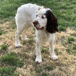 Booker - English Springer Spaniel
