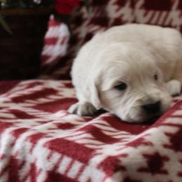 Melody - Light golden female Golden Retriever puppy in Fredericksburg, Ohio from Golden family companion's