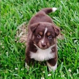 Girl 2 - Red tri-color female Australian Shepherd puppy in Lawrenceburg, Kentucky from Wolf Creek Aussies And Aussiedoodles