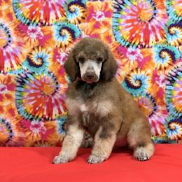 Red Collar - Brown male Poodle puppy in Houma, Louisiana from Smart Azz Poodles