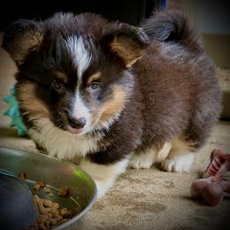 Magnum-AKC Fluffy BHT-Long Tail - Black and tan male Pembroke Welsh Corgi puppy in Taylorsville, North Carolina from Mill Creek’s Pembroke Welsh Corgis and French Bulldogs