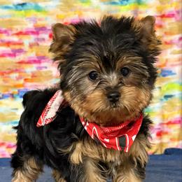 Roamie - Blue and gold male Yorkshire Terrier puppy in Monticello, Iowa from Ashley’s Puppies