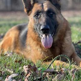 Lexi - Black and red female German Shepherd puppy in Worthington, Indiana from Aus Gerstbrei German Shepherds
