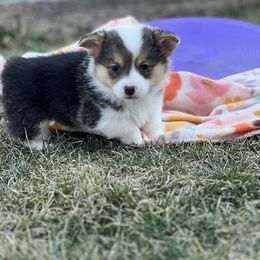 Australian Shepherd, Lagotto Romagnolo, and Pembroke Welsh Corgi Puppies from SS Australian Shepherds
