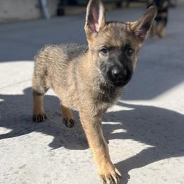 German Shepherd Puppies from Vom Haus Denfors K9