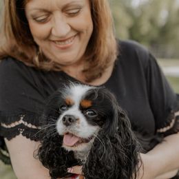 Cavalier King Charles Spaniels from Farmwood Cavaliers