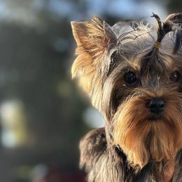 Yorkshire Terriers from Golden Heart