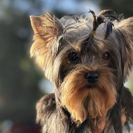 Yorkshire Terriers from Golden Heart