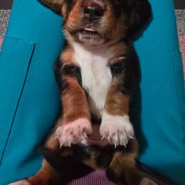 Girl 1 - Black white and brown female Basset Hound puppy in Shelbyville, Michigan from Buck Wild 4 Bassets