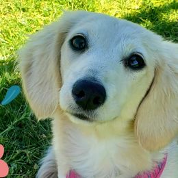 Dachshunds from Codie Nash