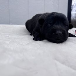 Male orange - Black sable male Belgian Malinois puppy in Russellville, Kentucky from KCK9