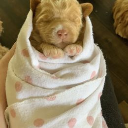 Australian Labradoodle Puppies from Integrity Labradoodles