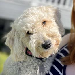Merida - Goldendoodle