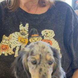 Critter ridge Meadow - Dapple female Dachshund puppy in Coulterville, California from Critter Ridge mini long hair Dachshunds