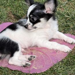 Chase CKC he's ready to go home today - Black and white male Chihuahua puppy in Amity, Pennsylvania from Rhoda and Verna
