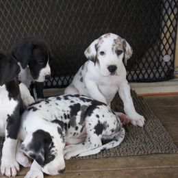 Great Dane Puppies from Cook’s Gentle Giants