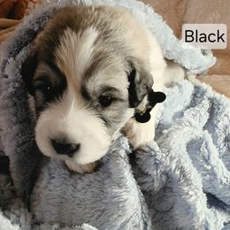 Boy 1 and 2 - White and badger male Great Pyrenees puppy in Yucaipa, California from Rusty Horse Ranch Great Pyrenees