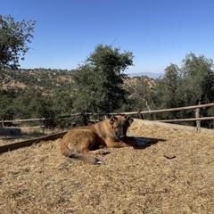 Junior - Gold male Armenian Gampr puppy in Tehachapi, California from Four Kings Ranch