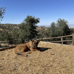 Junior - Gold male Armenian Gampr puppy in Tehachapi, California from Four Kings Ranch