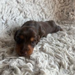 Girl 2 - Chocolate and tan female Dachshund puppy in Hindsville, Arkansas from Okie Dokie Doxie