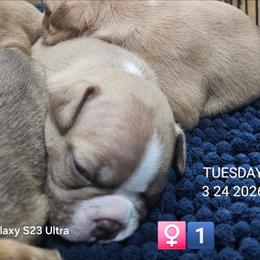 Pup3 is Girl 1- Winnie - Red female Boston Terrier puppy in Versailles, Indiana from Benhams Bostons