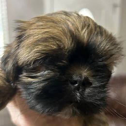 Shih Tzus from Dena’s Shih Tzus