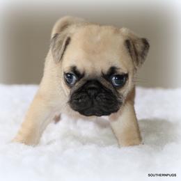 Noodle - Fawn female Pug puppy in Winnsboro, Texas from Southern pugs