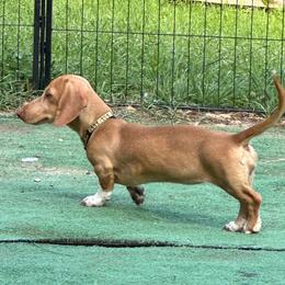 Boots - Dachshund