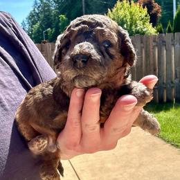 Teddy Bear - Merle male Cockapoo puppy in Salem, Oregon from Capital Doodles