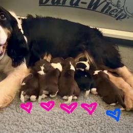 Girl 4 - Black and white female English Springer Spaniel puppy in Scio, Oregon from Starlet Springers