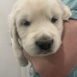 Golden Retriever Puppies from Valiant Goldens