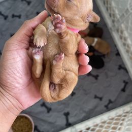 Dachshund Puppies from Unicorn Kennels LLC