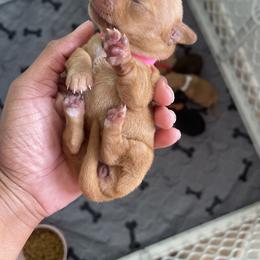 Dachshund Puppies from Unicorn Kennels LLC