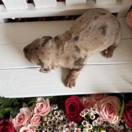 Mark - Dapple male Dachshund puppy in Wills Point, Texas from Duck Creek Farm