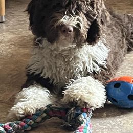 Spanish Water Dog Puppies from LIJA Spanish Water Dogs