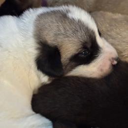 Boy 1 Ace white collar - White male Anatolian Pyrenees puppy in Clifton, Illinois from Mcginnis Guardian Dogs