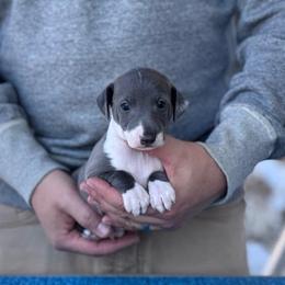 Boy 1 - Blue male Italian Greyhound puppy in Sugar Valley, Georgia from Pinnacle Farm and Kennel