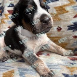 Poppy - Blue ticked and tan female Bluetick Coonhound puppy in Mount Pleasant, Texas from Harmons Hounds