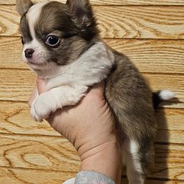 Chihuahua Puppies from Country Charm Chihuahuas