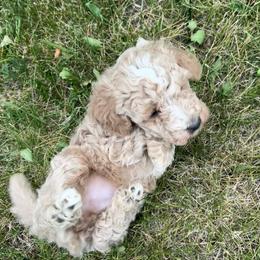 George - Cream male Poodle puppy in Manassa, Colorado from Cami’s Colorado Cuties